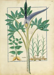 Orchid, Illustration from the Book of Simple Medicines by Mattheaus Platearius